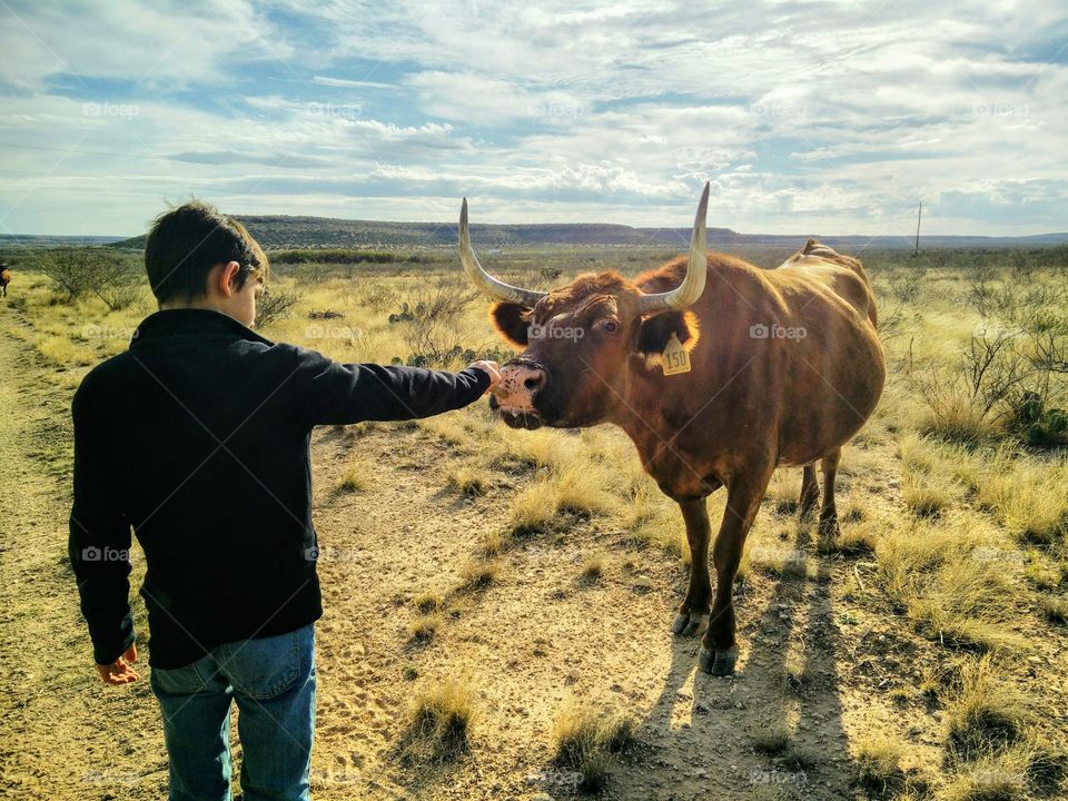 A boy feeds a Red Angus cow
