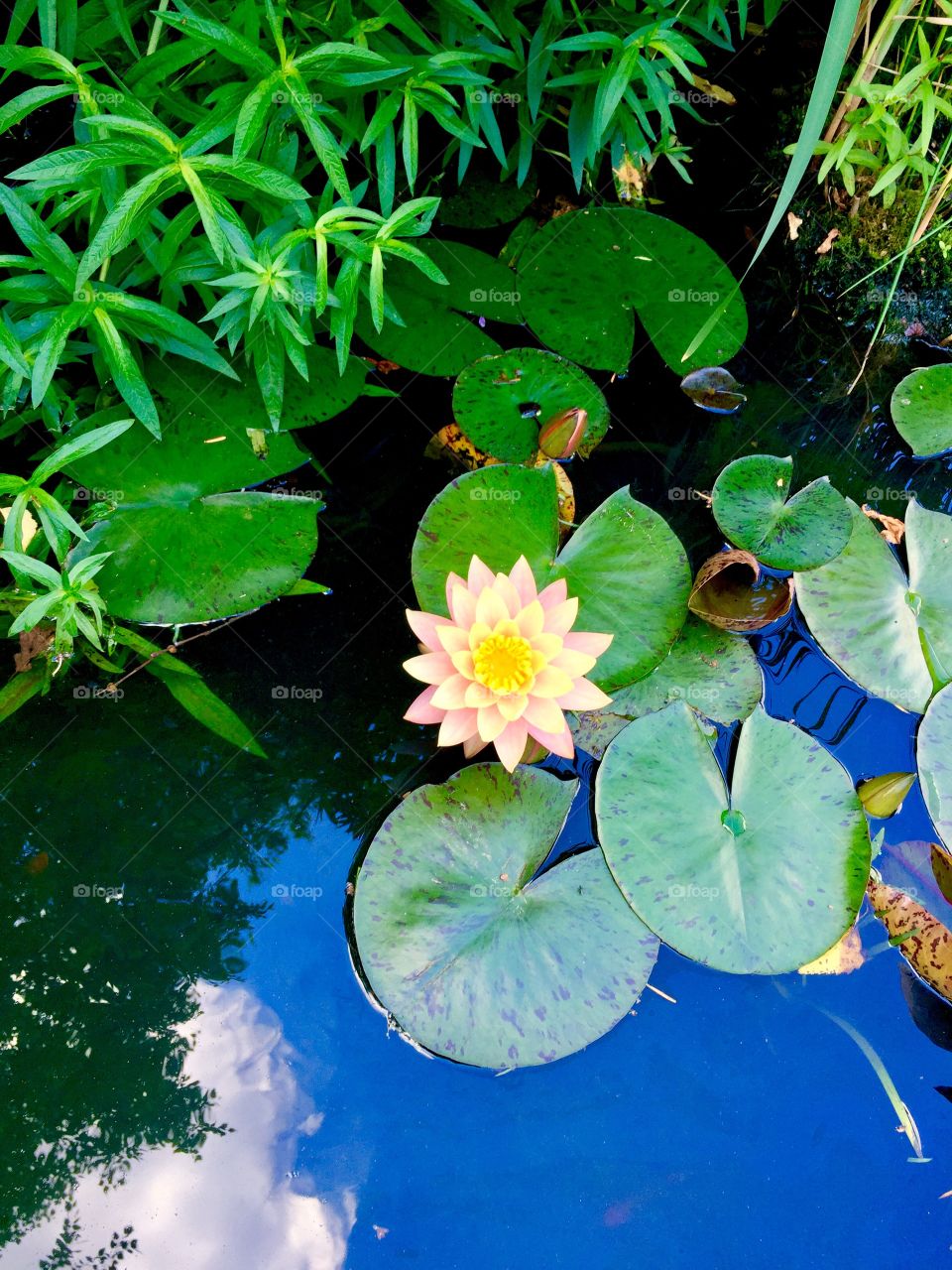 Lily pond