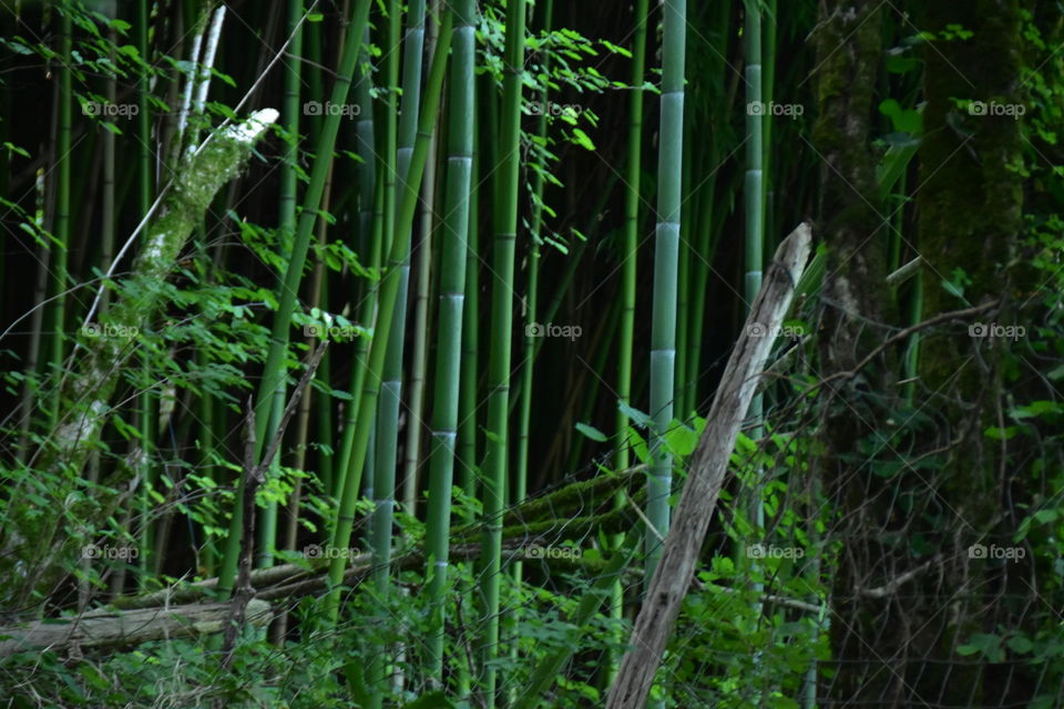 Bamboo forest in France 