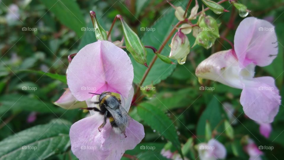 Bumblebee on a wild orchid
