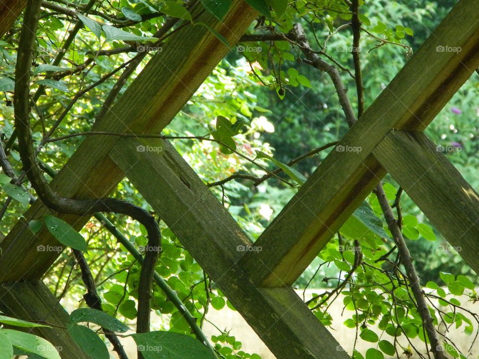 Through the trellis 