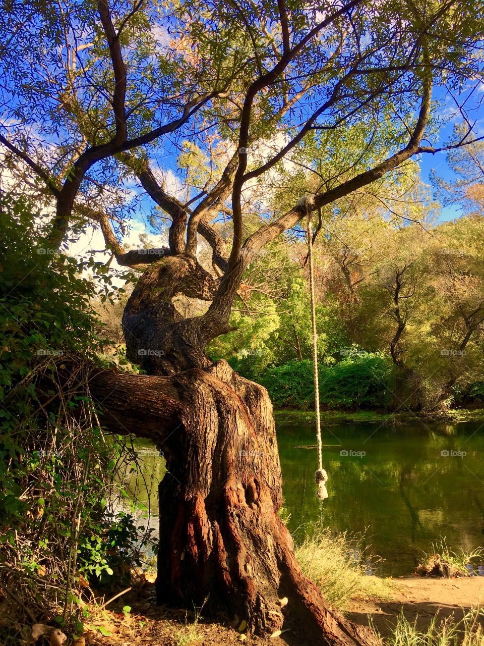 Rope swing over a river. CA