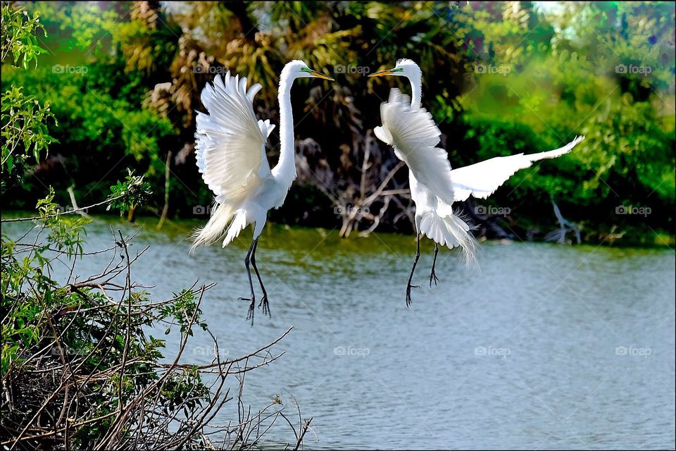 An elegant pair of Great white egrets engaged in a beautiful mating dance.