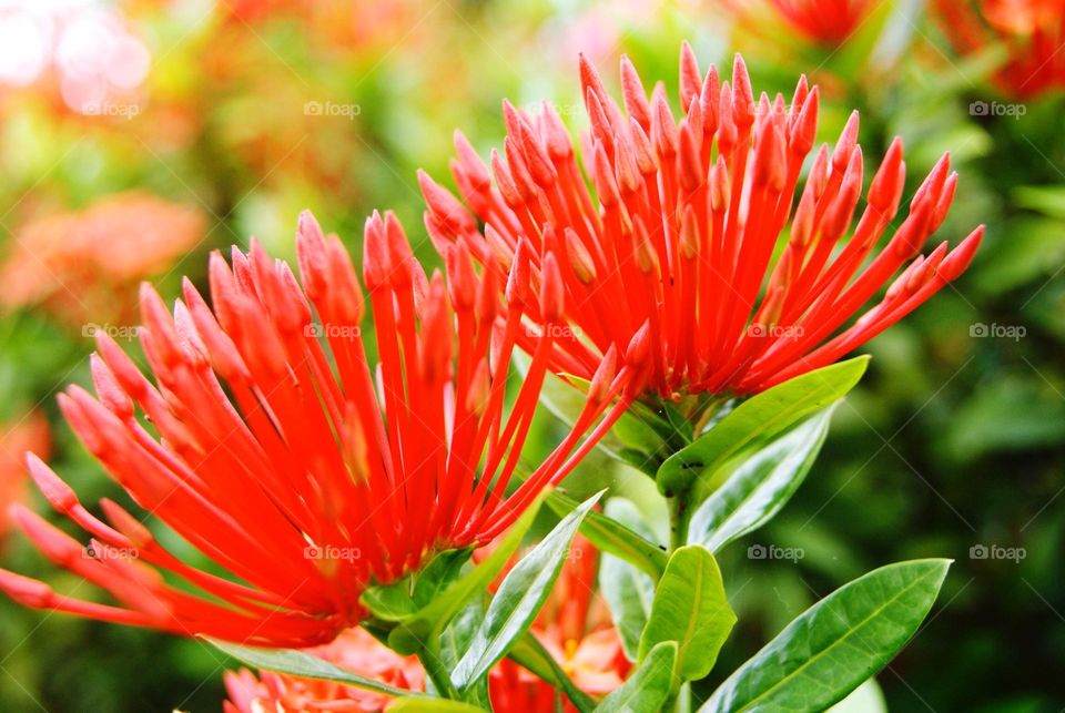 beautiful red flowers