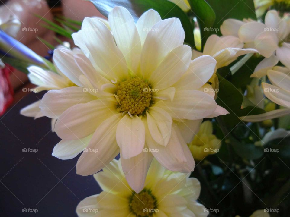 dahlia flowers