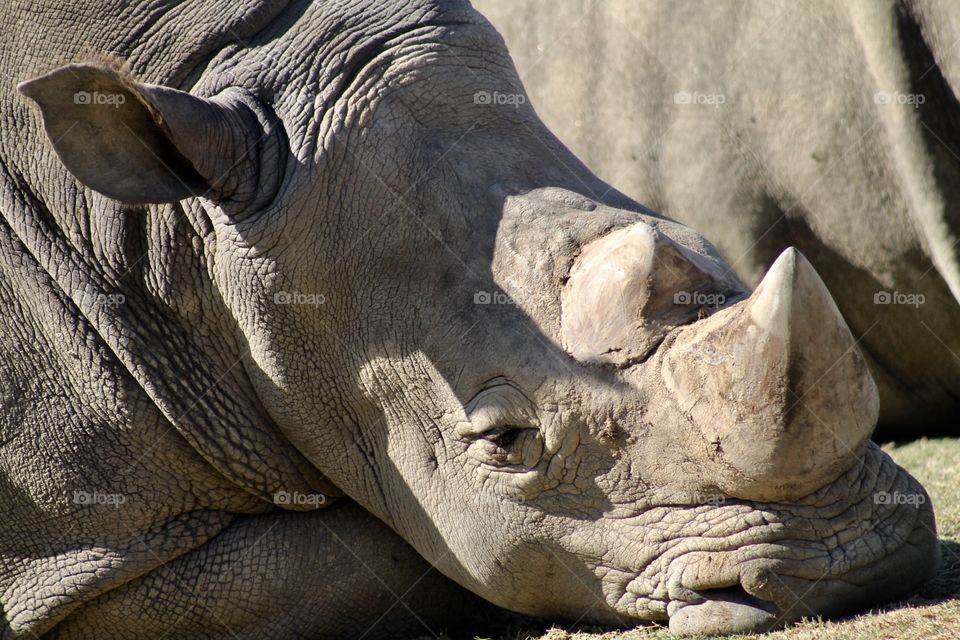 Beautiful rhino relaxing.