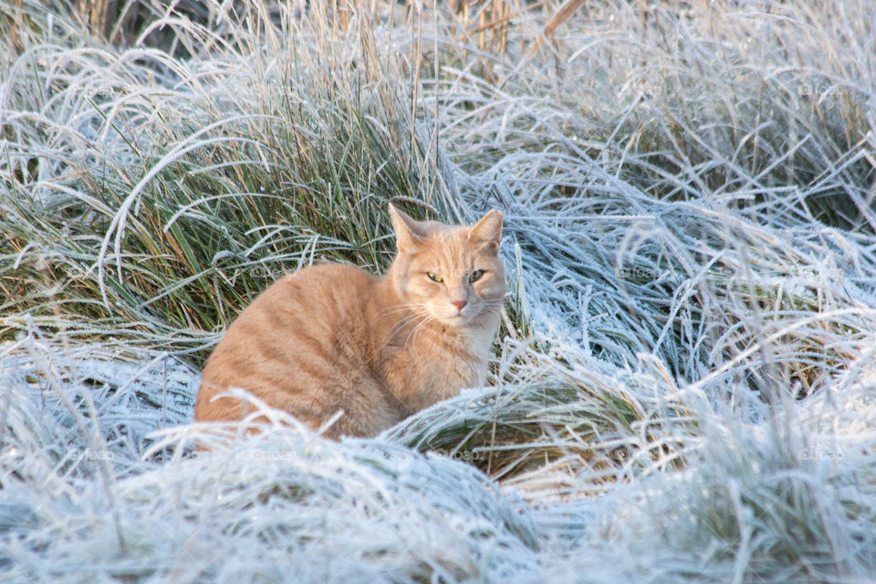 Cat in cold frosty grass, katt frost gräs 