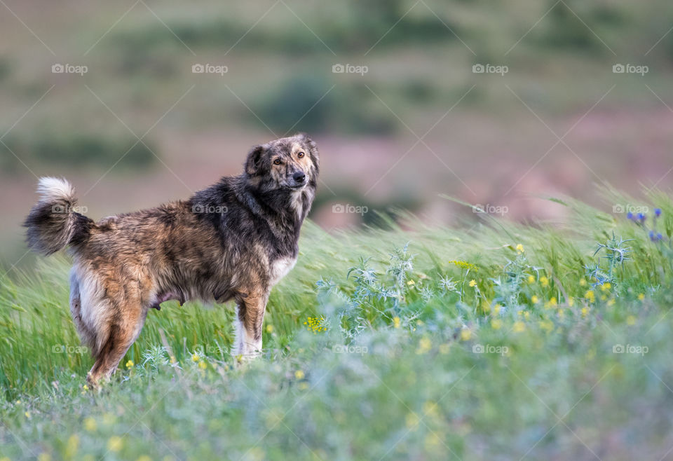 Beautiful dog standing in the field of flowers