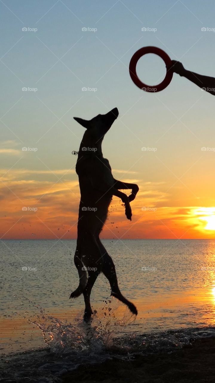 Wallpaper sunset dog