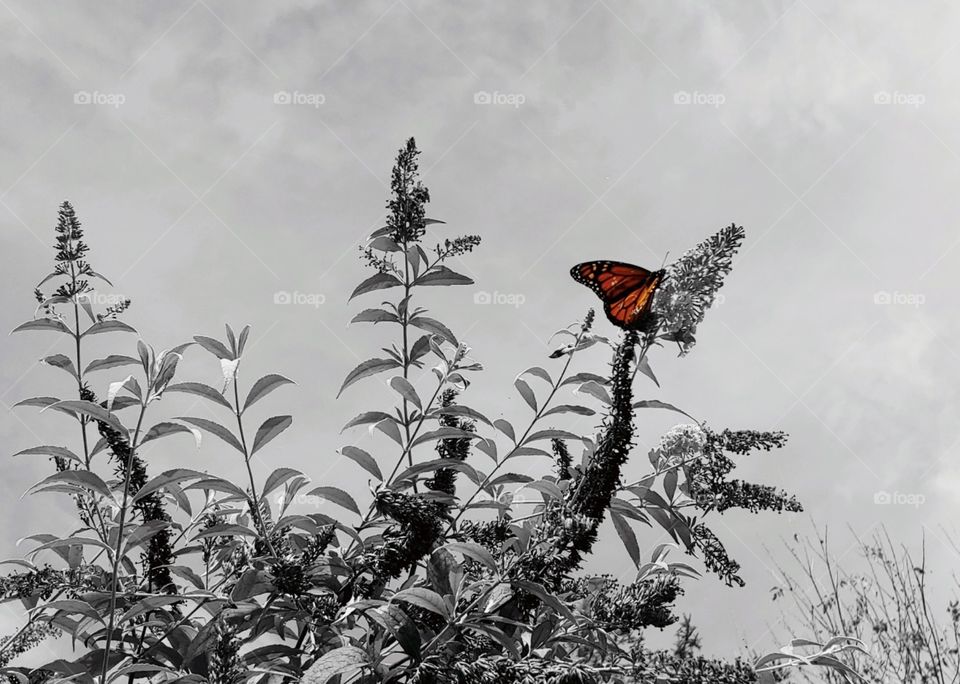 beautiful butterfly color pop