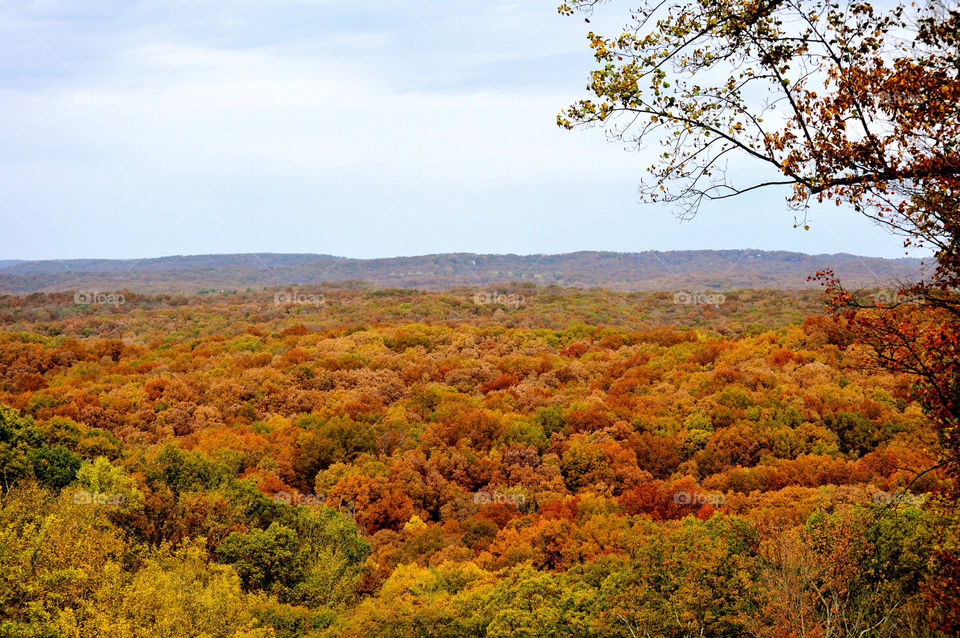 trees autumn brown county by refocusphoto