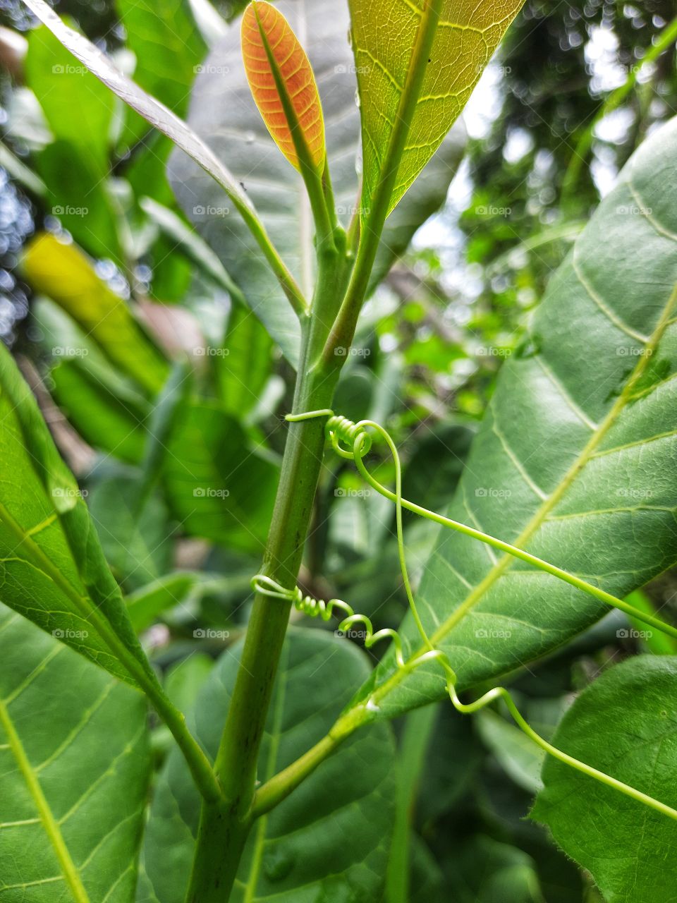 Beautiful leaves of cashew tree.