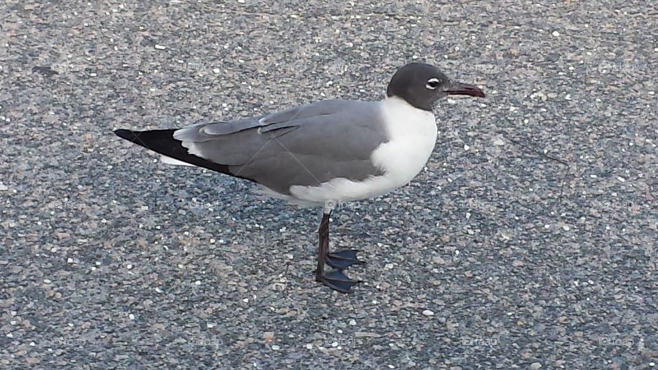 Sea gull. An o
blivious seagull that posed for a picture.