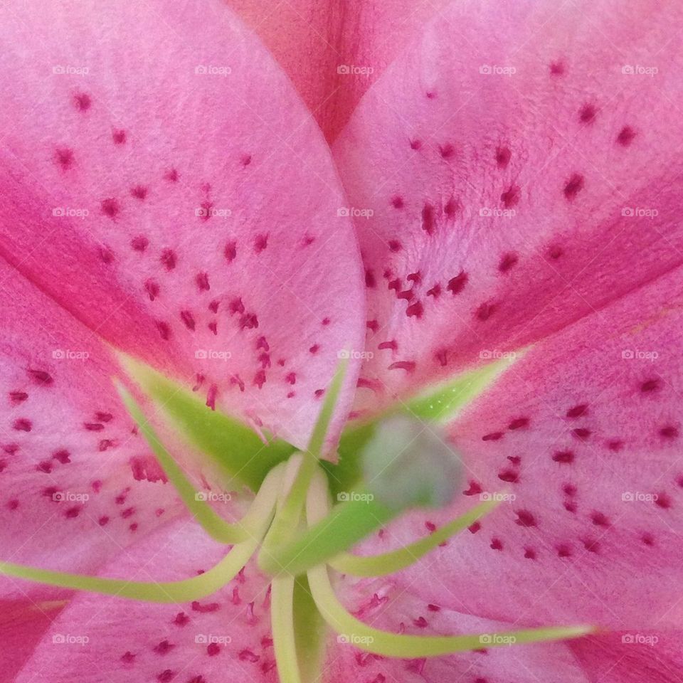 Th pink flower