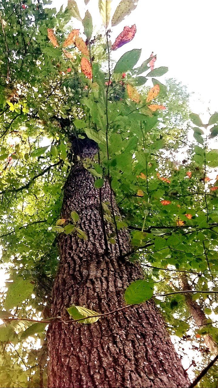 first signs of autumn