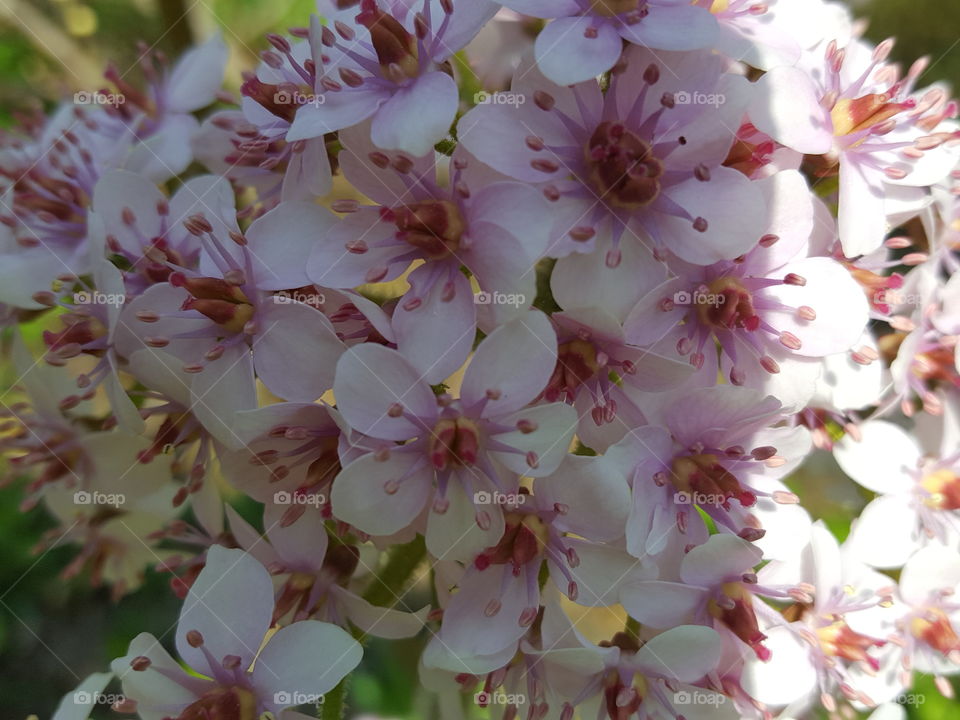 pink flowers