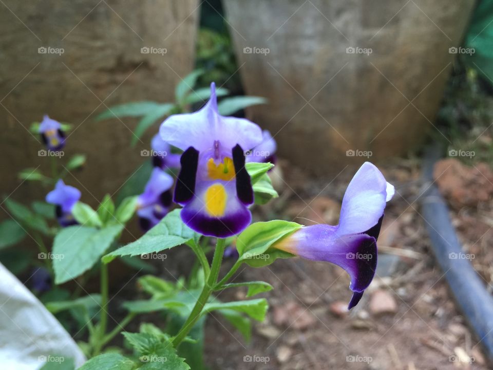 Sangu flower 
