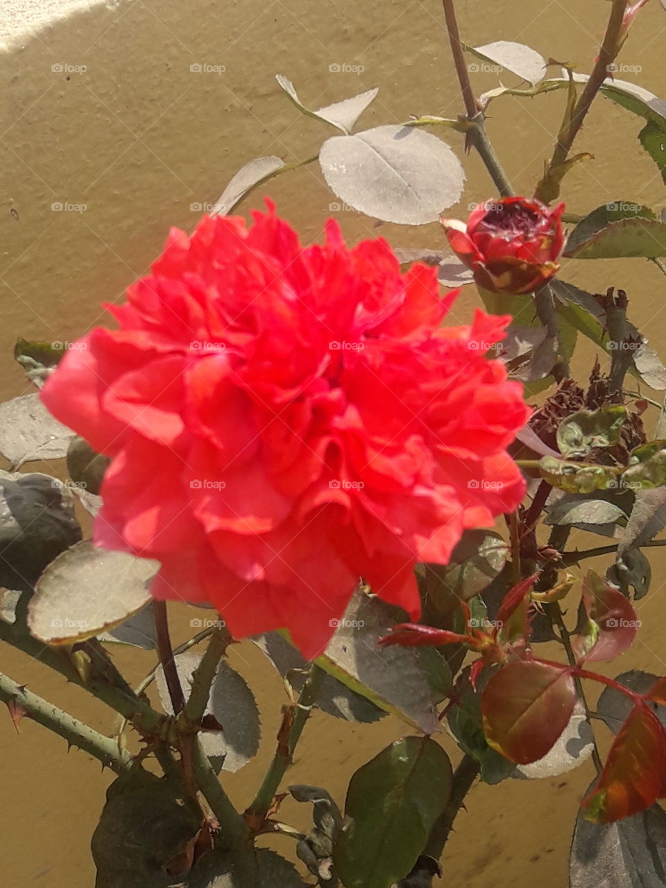 beautiful rose flower