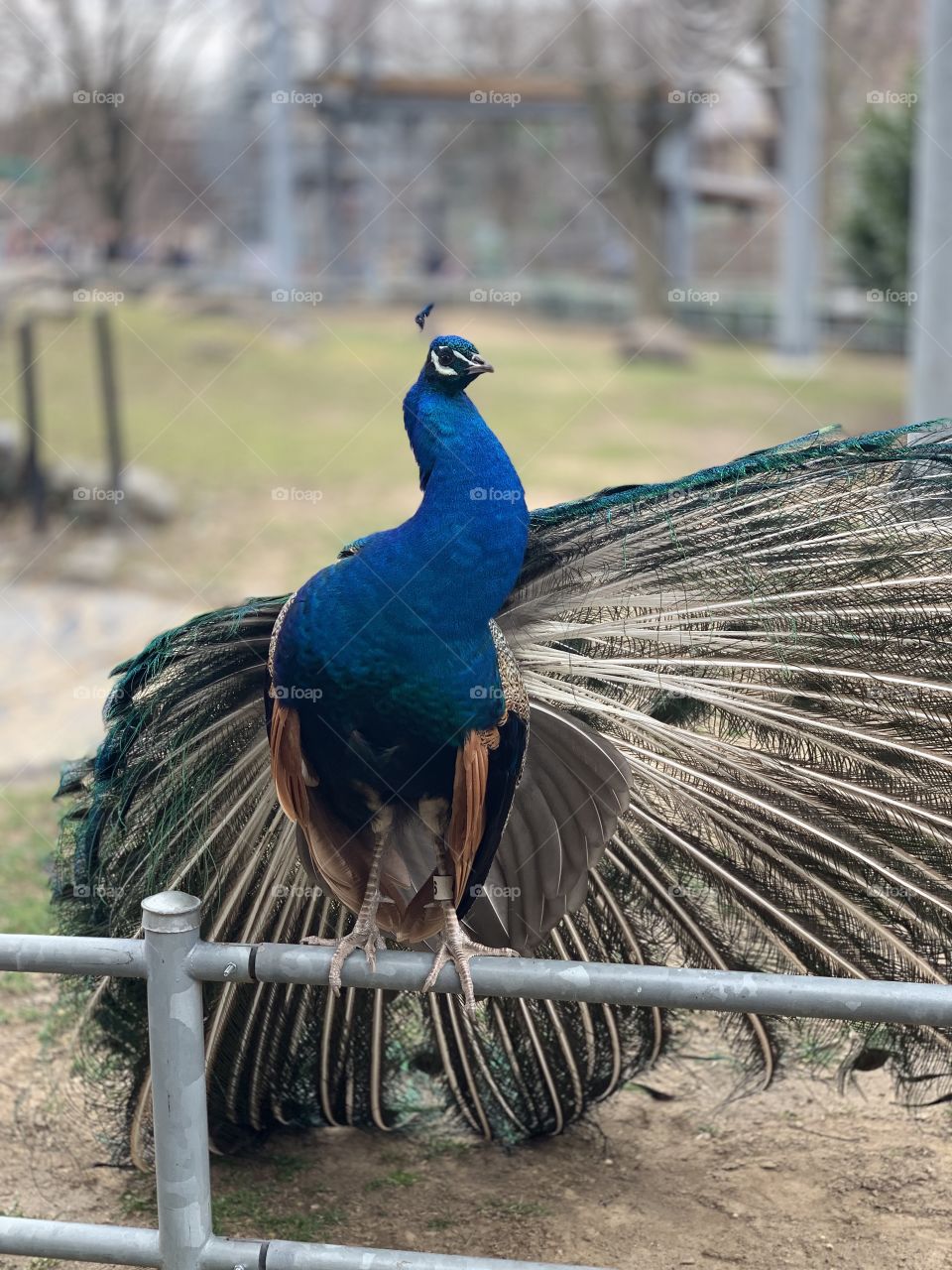 Peacock