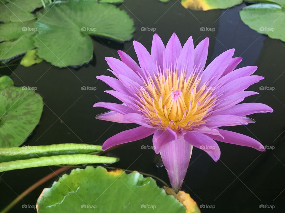 Lotus flowers is lovely 