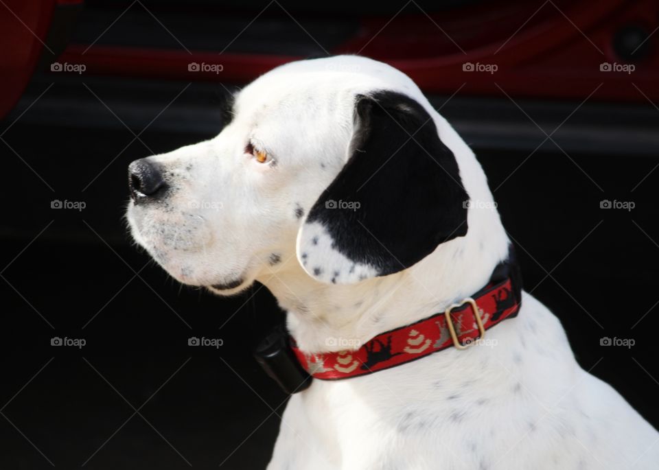 Black and White Dog Profile