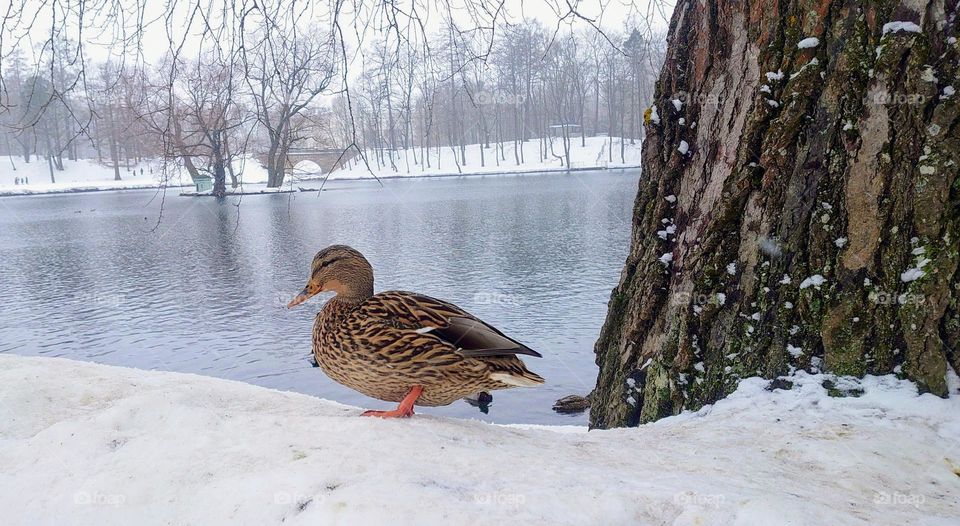 Duck on the shore of a winter lake❄️🦆 Winter day❄️🦆