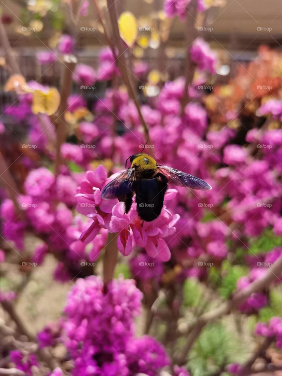 Flower bee