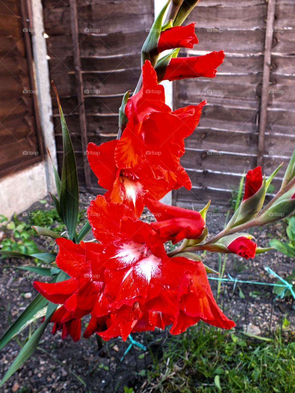 Garden life gladiolus