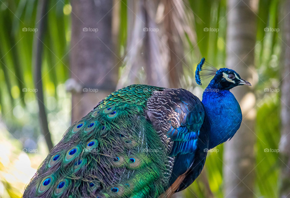 Peacock with all is beauty