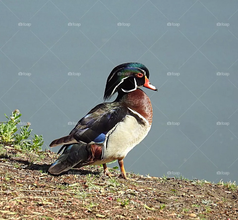 bird
