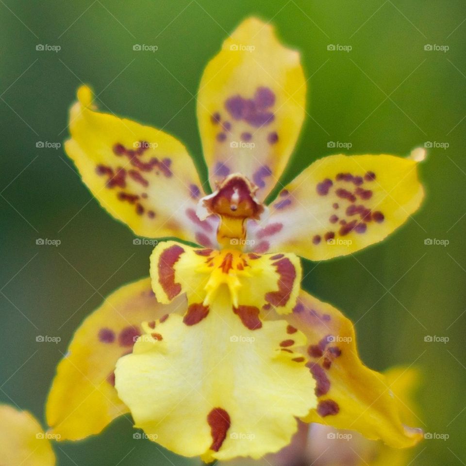 Yellow orchid