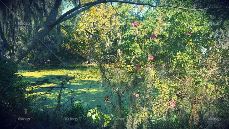 View at Magnolia Plantation