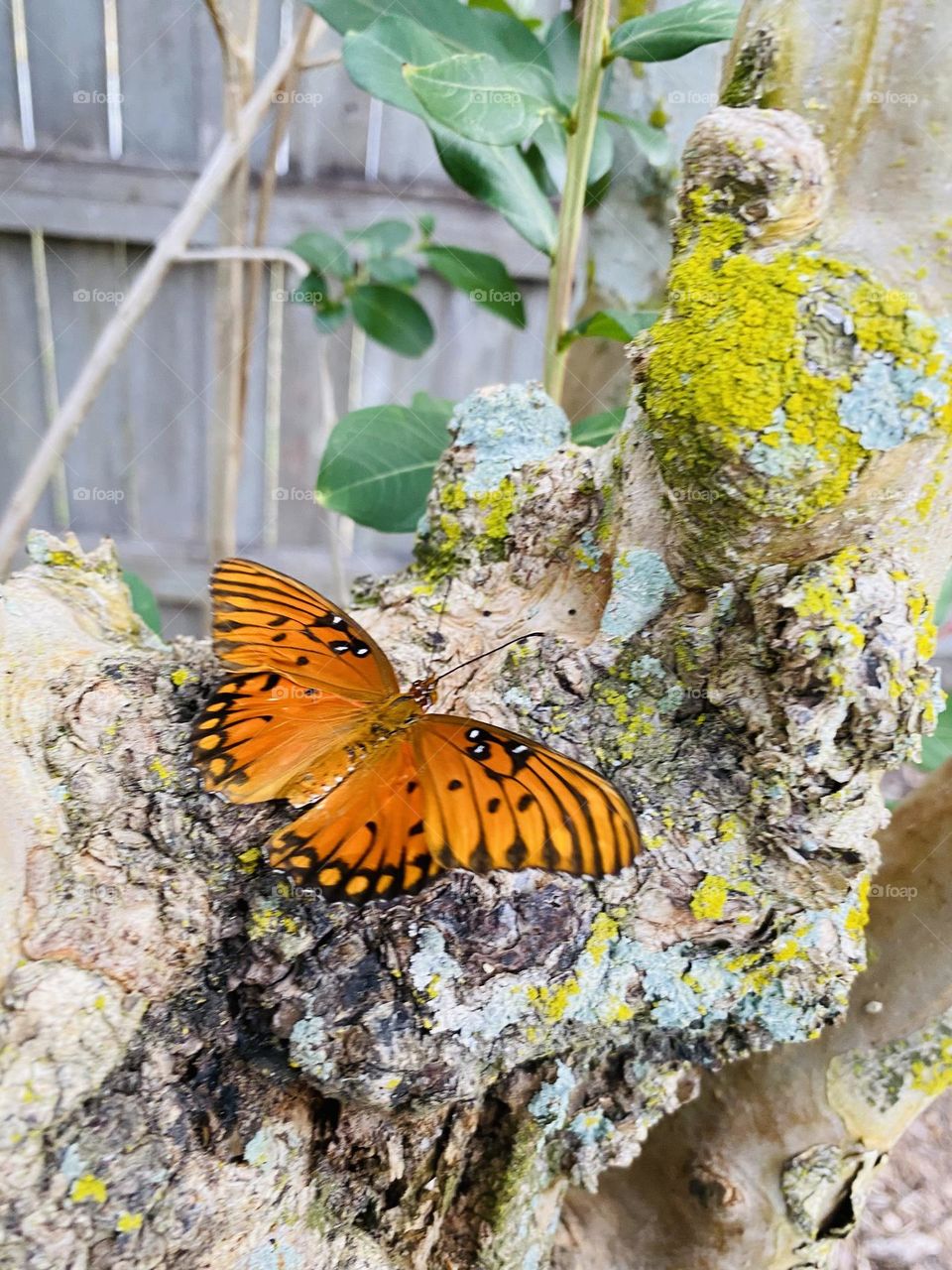 Backyard Butterfly 