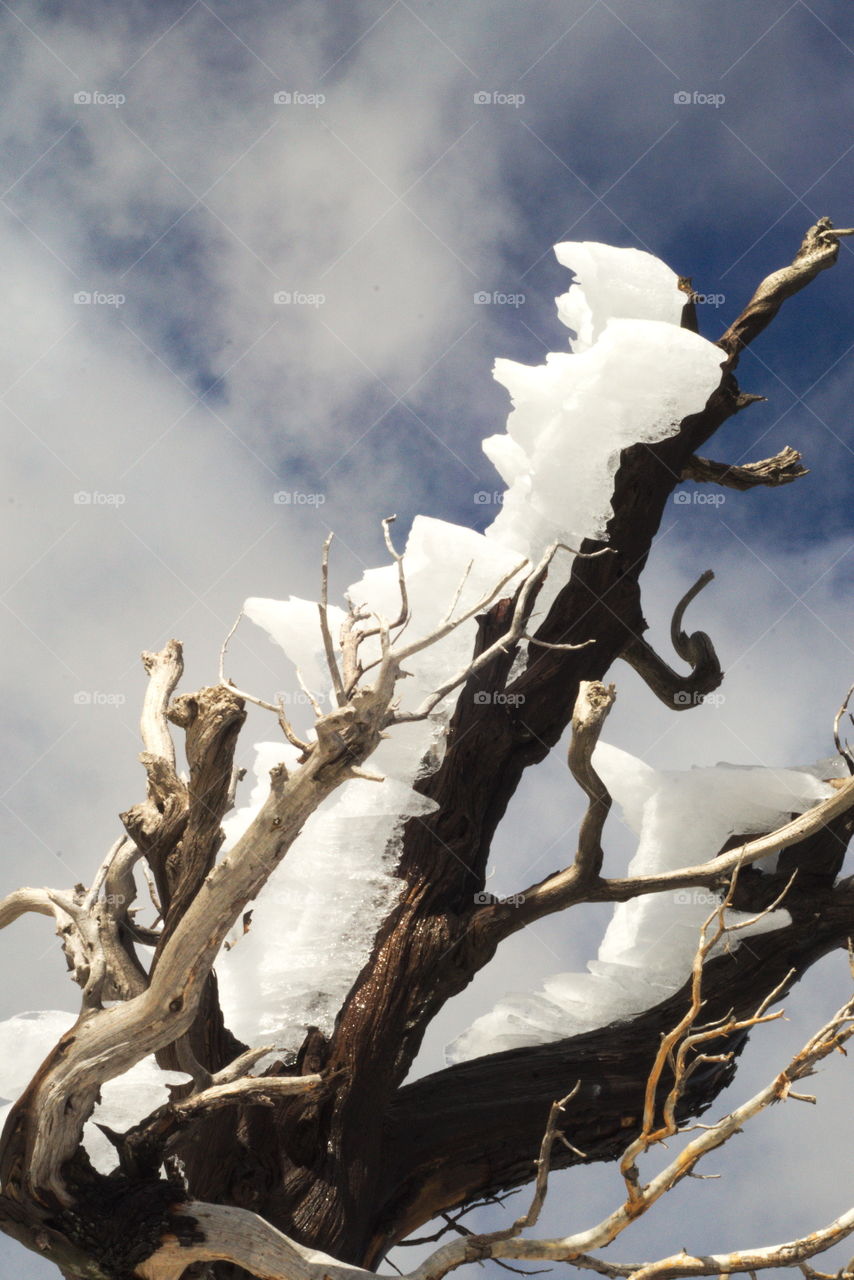 Coronado National Memorial crest tree windriven ice formation nature