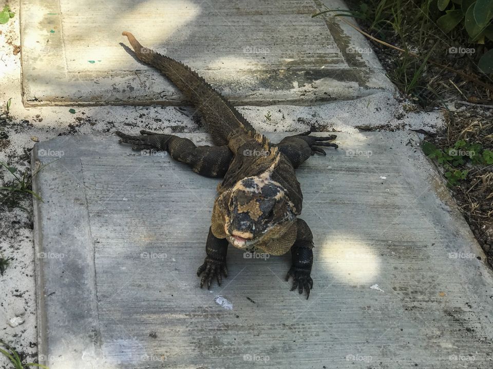 Wildlife - Iguana in my way🤣