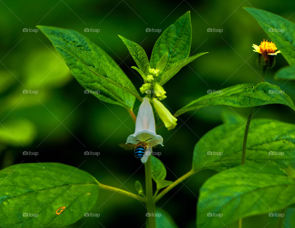 Flower photography  - sesamum - backyard- bee