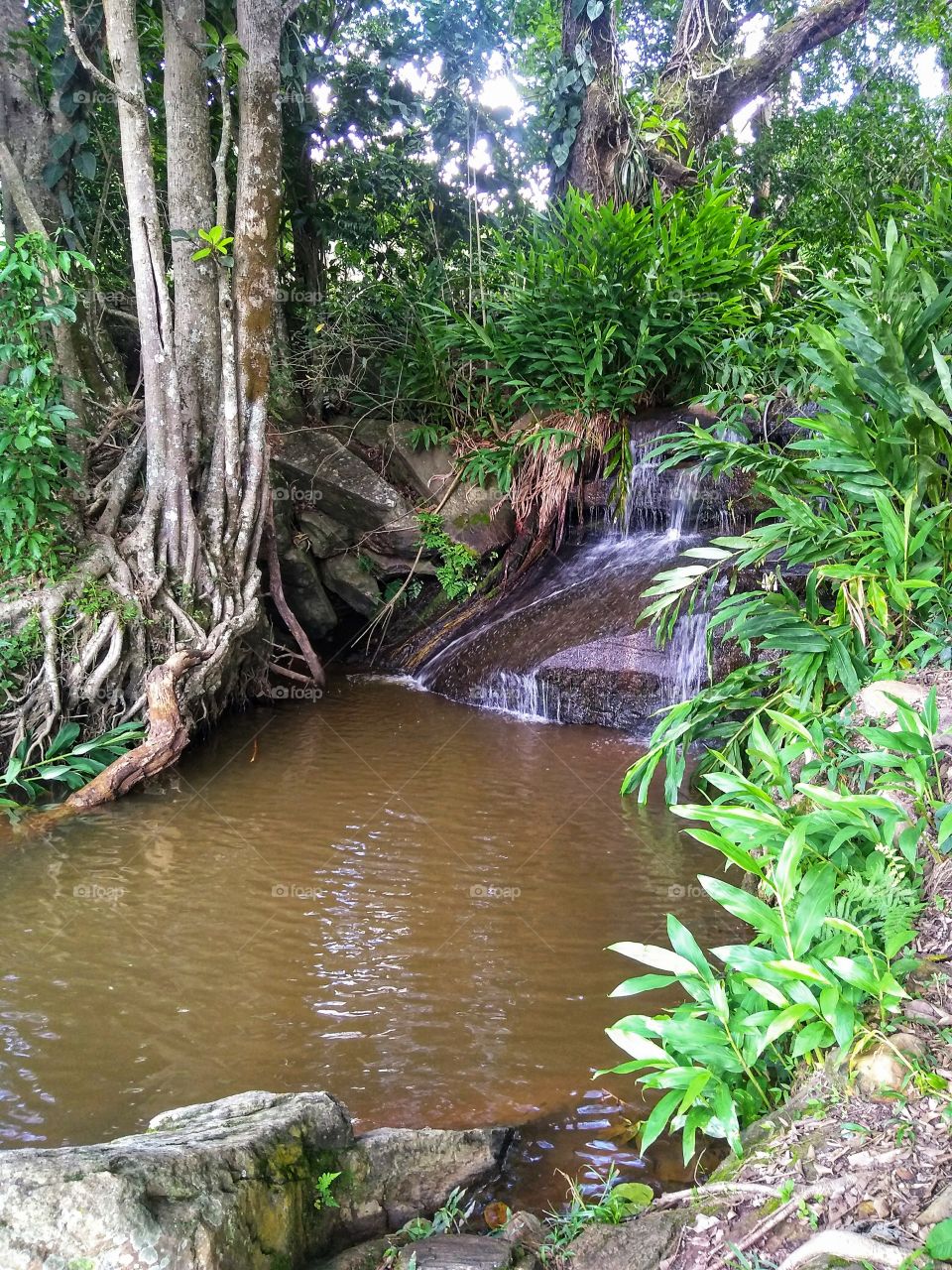 Small Waterfall forming a natural pool with plants and trees around it.
