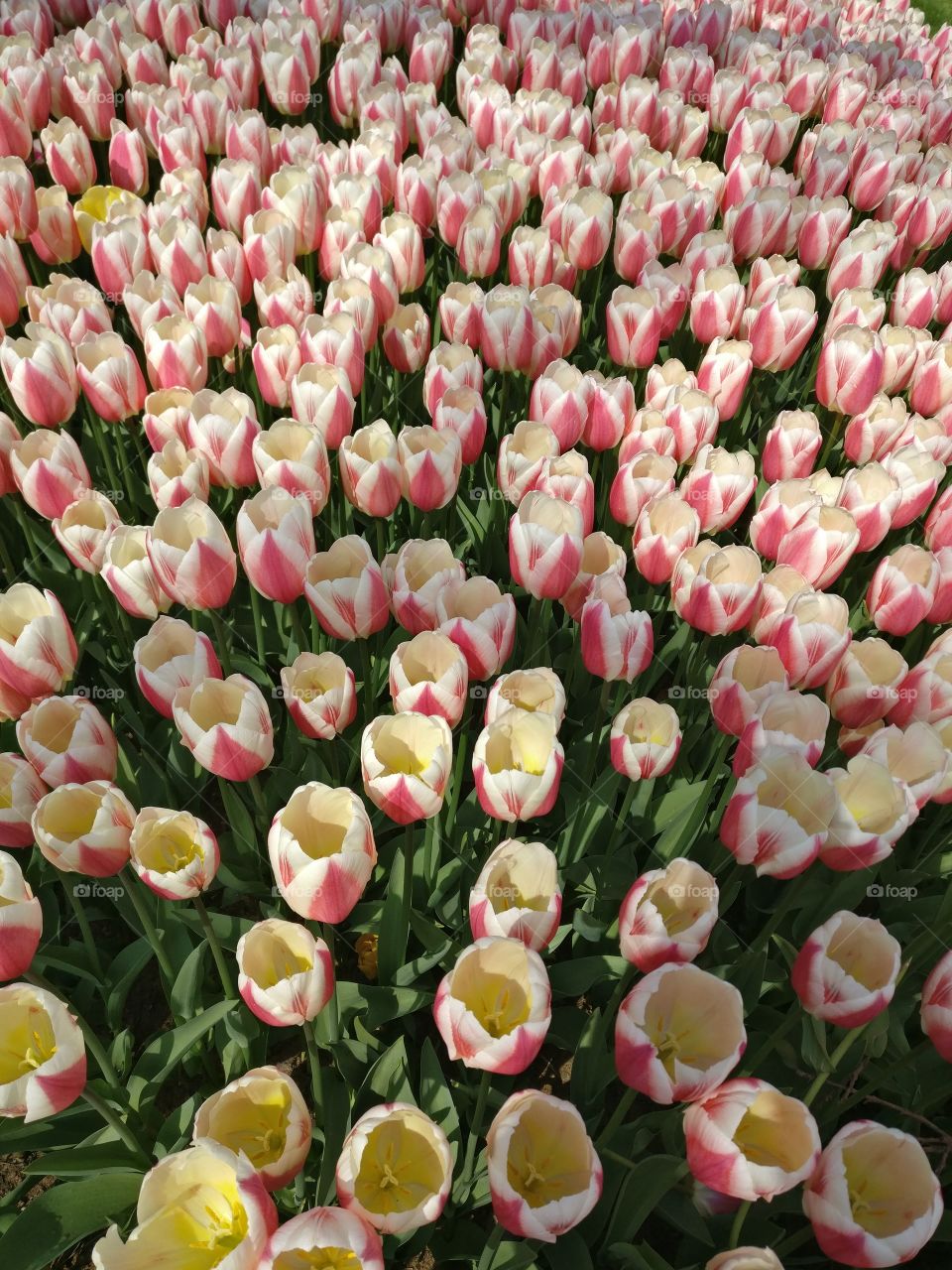 Tulips festival in Istanbul