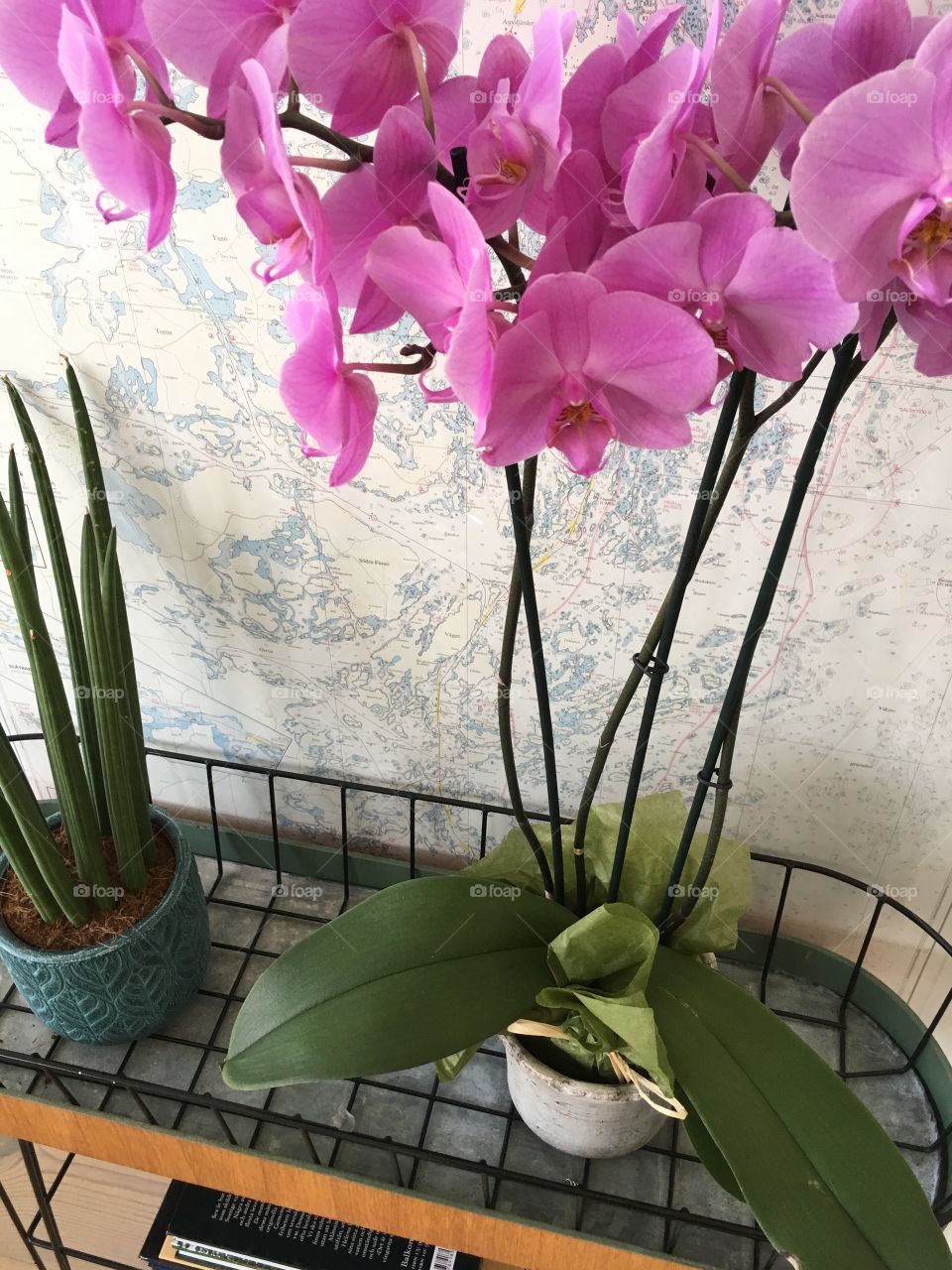 House plants in pots