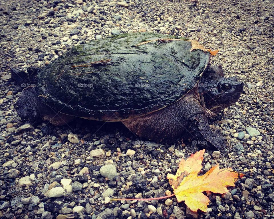 Turtle, Reptile, Tortoise, Shell, Nature