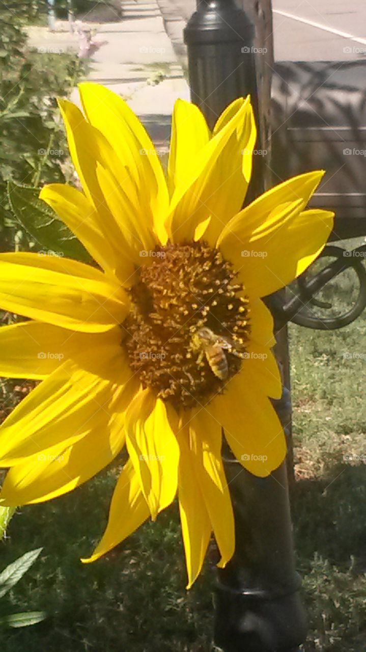 Sunflower and Bee