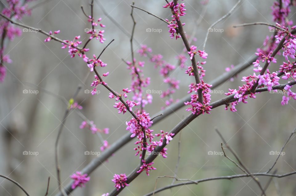 Redbud tree starting to bloom. 