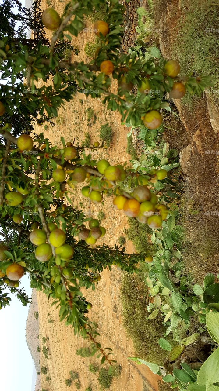 ARGAN grain tree nature