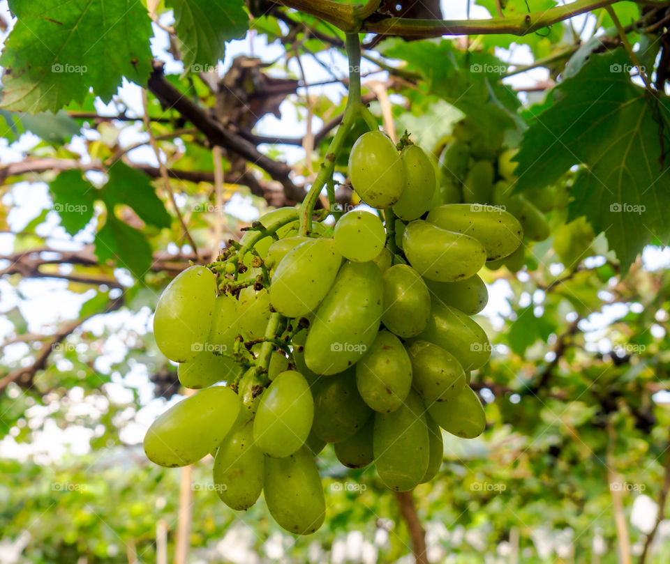 The fresh grape from the farm.