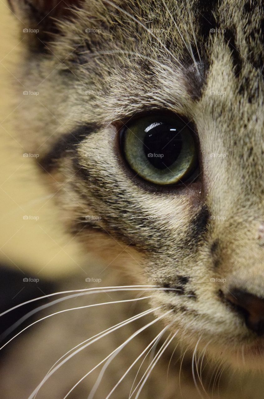 The eyes are the window to the soul... adoptable cat