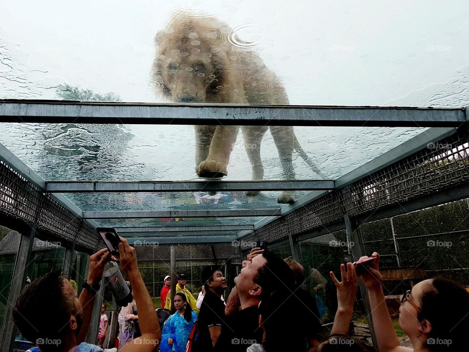 Visitors under lion's feet