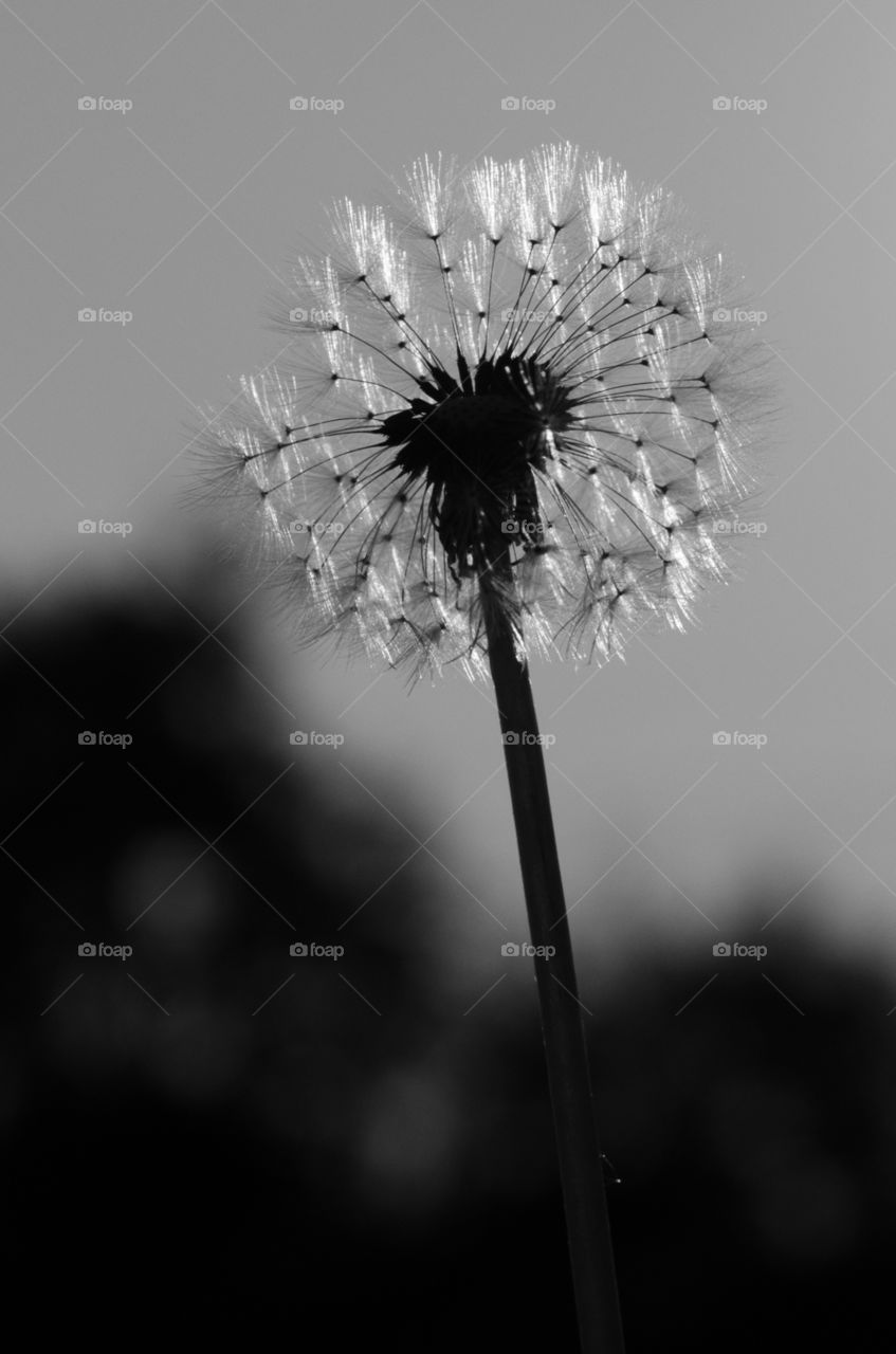 Late summer dandelion 
