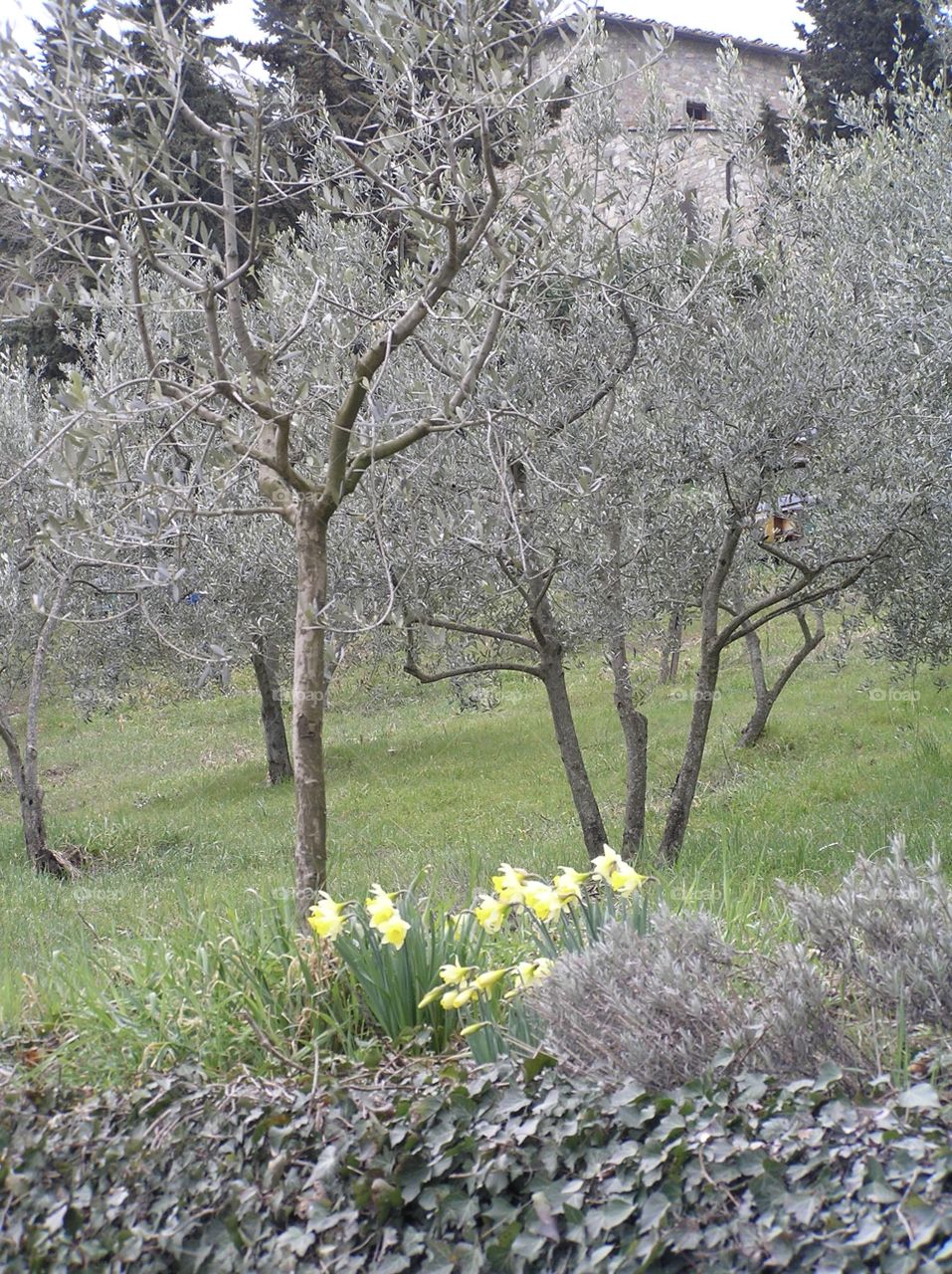 The first sign of spring begins to add color to the monochromatic winters end.