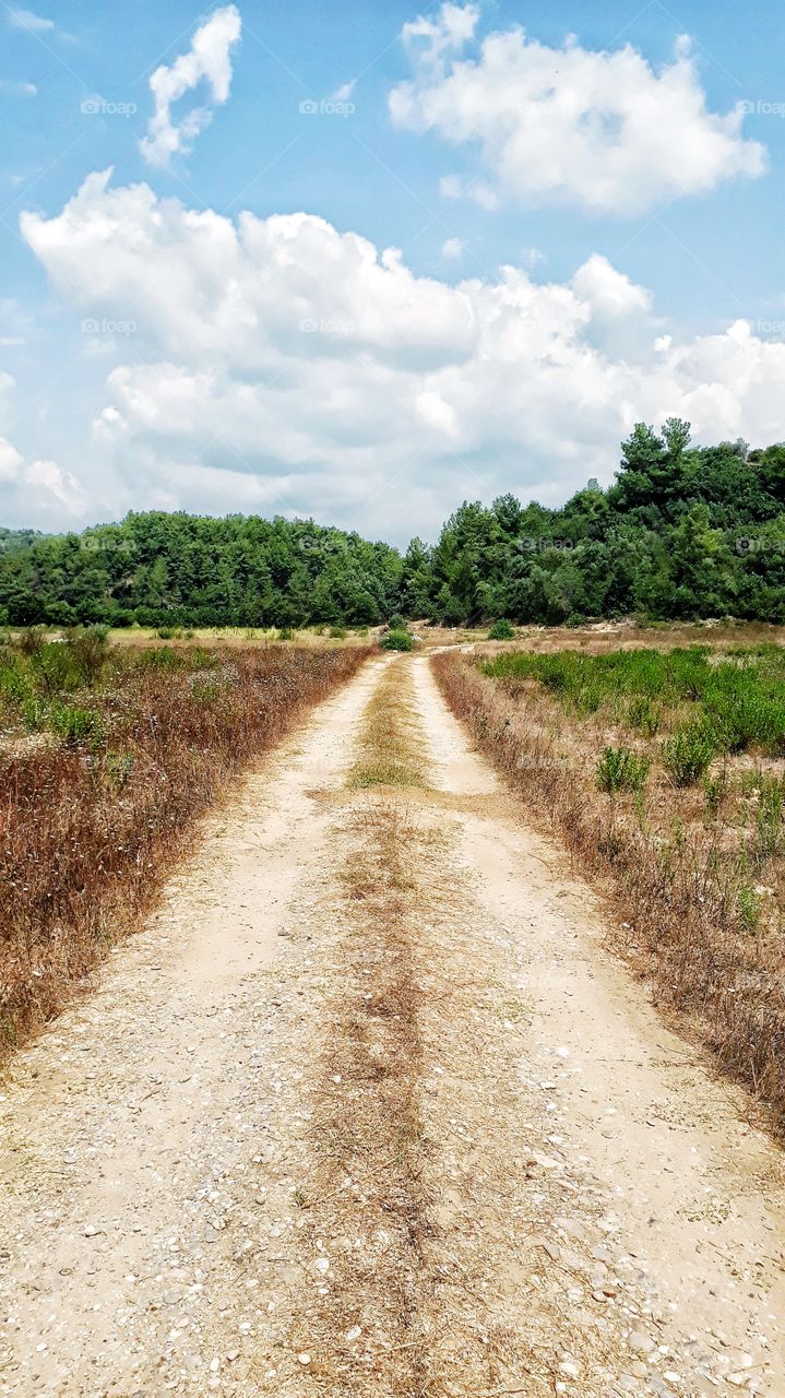 Turkey Antalya Road Green Tree