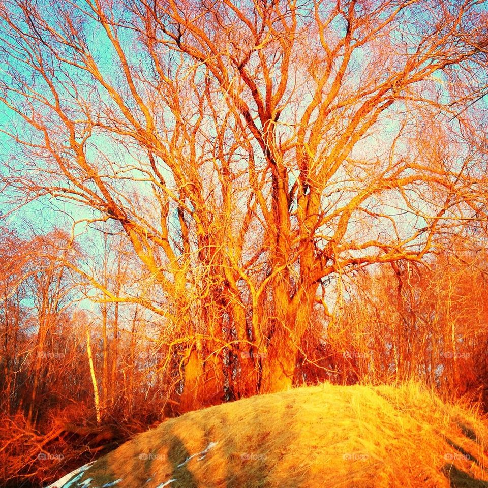sky trees golden hour magic hour by omiata